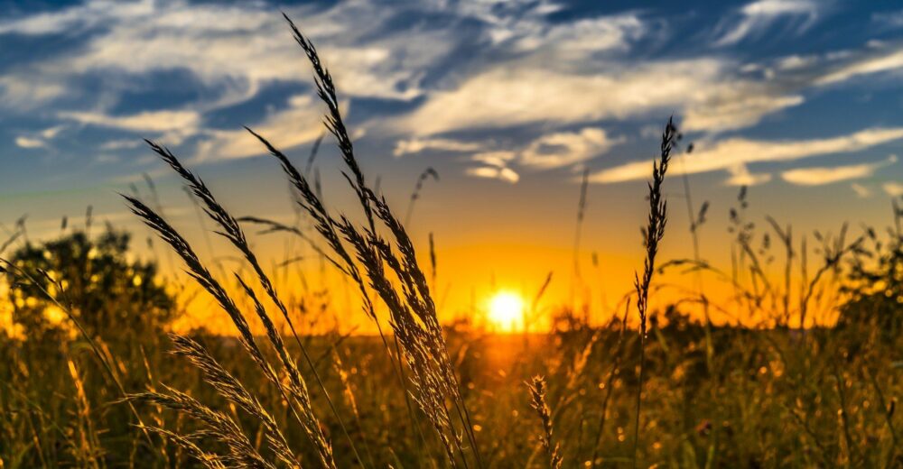An open field of wheat with a sunset in the background.